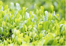 静岡県産有機農法で栽培された「チャ葉」「チャ葉エキス」配合
